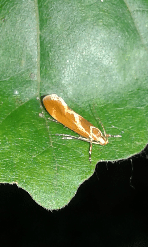 Metalampra italica (Oecophoridae)?  Sì